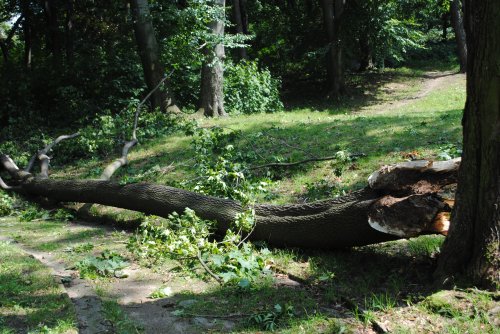 W ziębickim parku zostało połamanych mnóstwo drzew i gałęzi