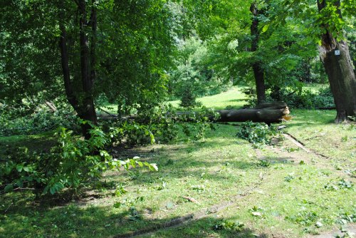 W ziębickim parku zostało połamanych mnóstwo drzew i gałęzi