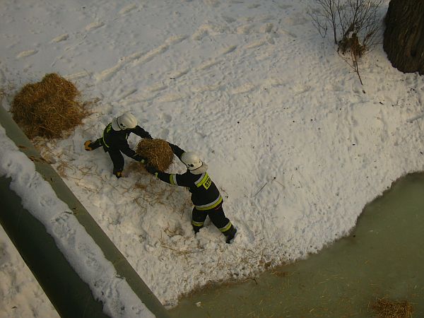 Strażacy pomagają łabędziom