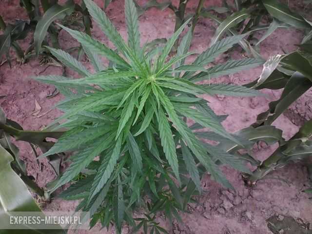 Marihuana na polu z kukurydzą