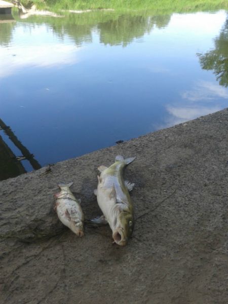 Śnięte ryby w Nysie Kłodzkiej