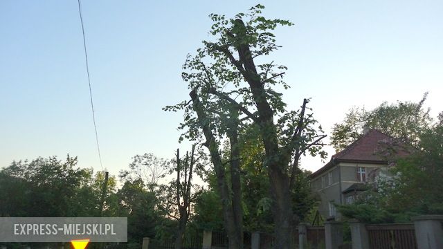 Drzewa przycięte przy ul. Mickiewicza