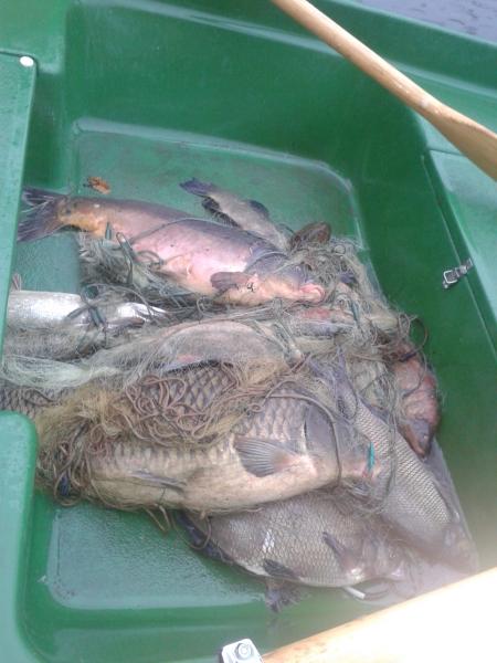 Straż Rybacka znalazła zastawioną sieć, w której znajdowało się 45 kg uwięzionych ryb