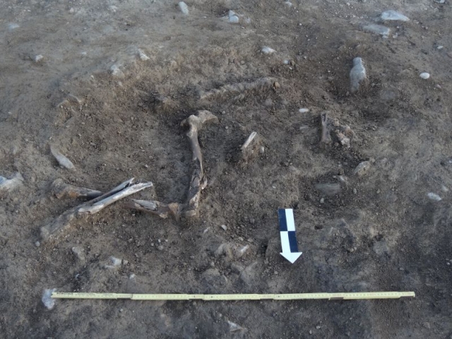 Szczątki znalezione przy szubienicy