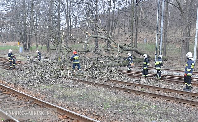 Powalone drzewo na torach uszkodziło sieć trakcyjną