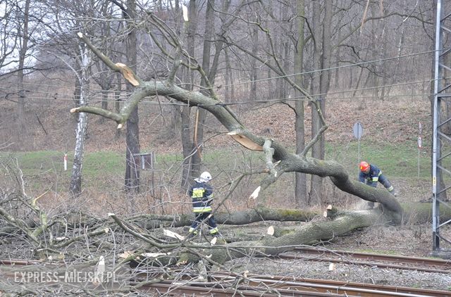 Powalone drzewo na torach uszkodziło sieć trakcyjną