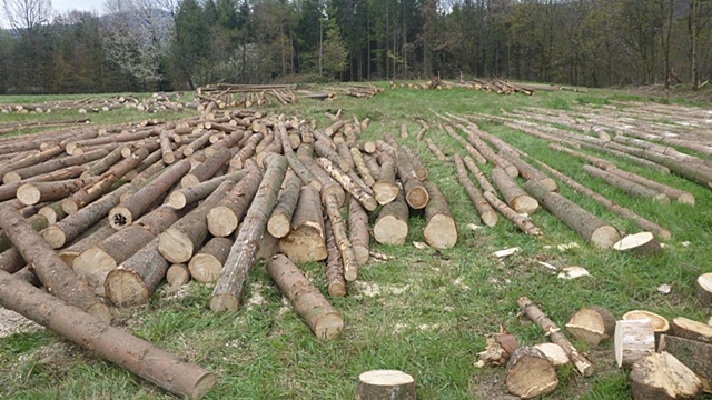 Wycinka drzew w celu zatrzymania rozwoju kolejnych pokoleń korników i innych patogenów grzybowych