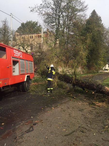 Strażacy-ochotnicy z Lubnowa od rana usuwali zniszczenia na terenie gminy Ziębice oraz Kamieniec Ząbkowicki. Zawalone drzewa, które w kilku miejscach zablokowały drogę nr 385 oraz w miejscowościach Niedźwiedź i Biernacice