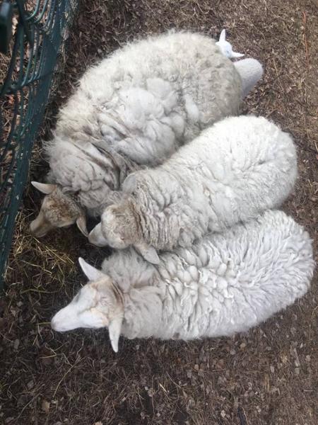 Zaniedbane owce znajdujące się na jednej z działek w Ząbkowicach Śląskich