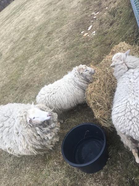 Zaniedbane owce znajdujące się na jednej z działek w Ząbkowicach Śląskich