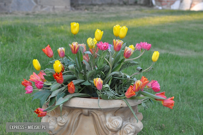 4. Wiosna Tulipanów w Kamieńcu Ząbkowickim - drugi dzień