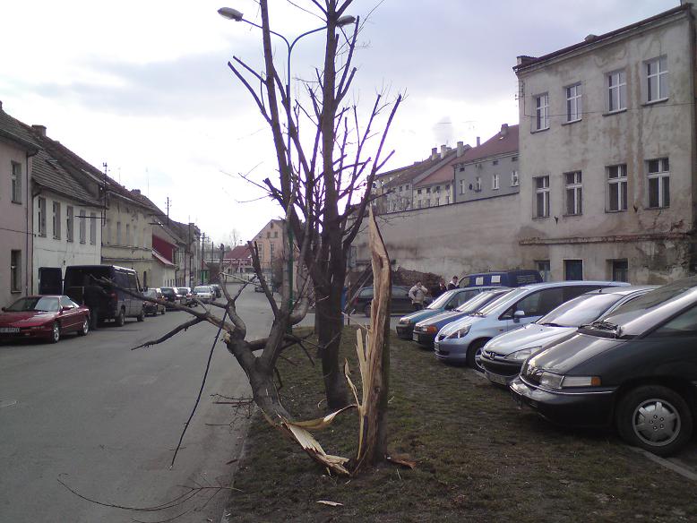 Uszkodzone drzewo