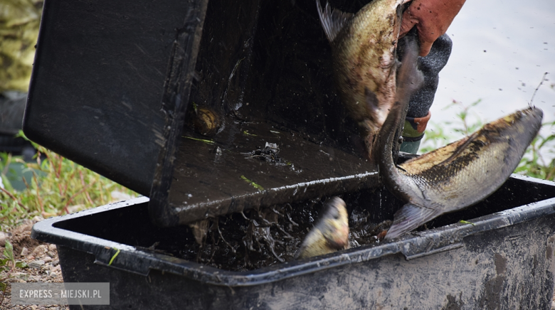 Ratują ryby przed przyduchą odławiając je z wysychającej niecki
