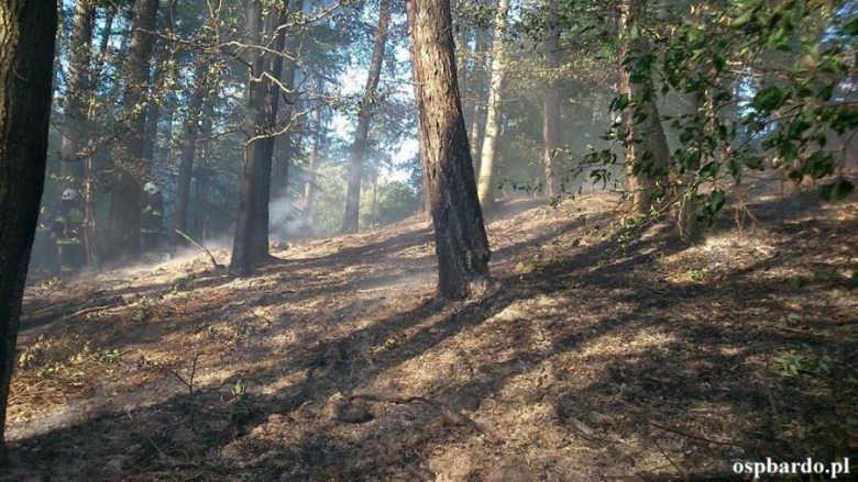 Pożar lasu. Spłonęło pół hektara