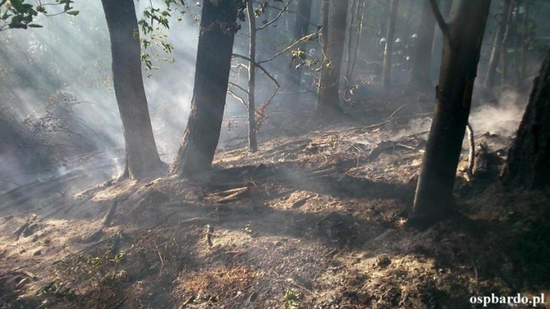 Pożar lasu. Spłonęło pół hektara