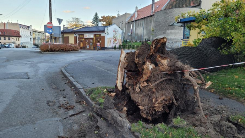 Na ul. Batalionów Chłopskich w Ząbkowicach Śląskich przy wjeździe do rynku wiatr powalił ogromne drzewo