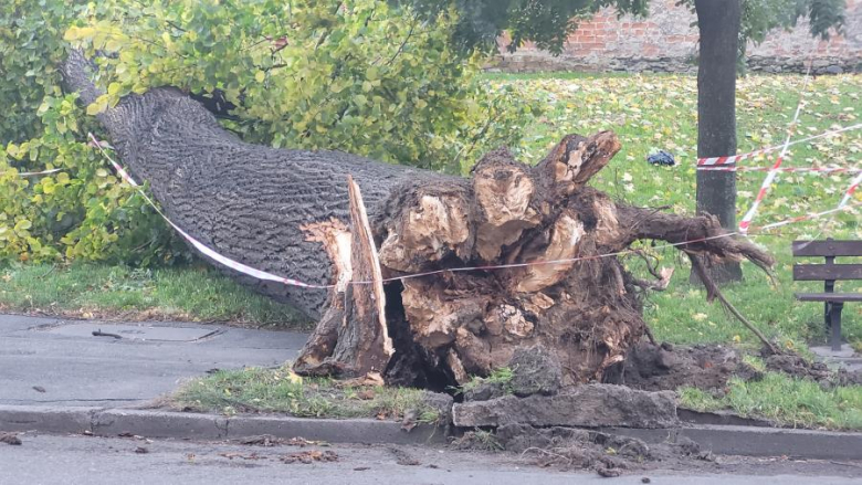 Na ul. Batalionów Chłopskich w Ząbkowicach Śląskich przy wjeździe do rynku wiatr powalił ogromne drzewo