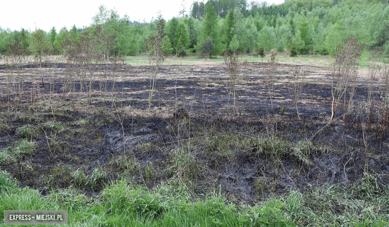 Pożar nieużytków w Laskówce. Na miejscu interweniowały cztery zastępy straży pożarnej