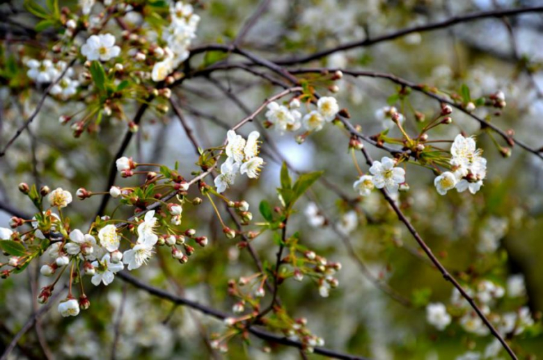 Wiosna w obiektywie Foto Świra