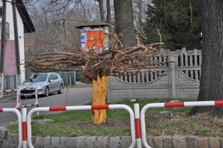 Protestujące drzewo