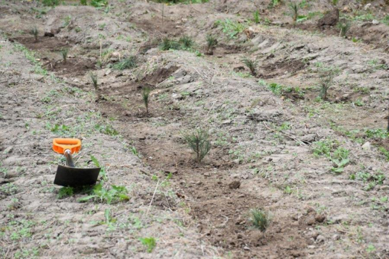 „Sadzimy 1000 drzew na minutę” - ogólnopolska akcja zorganizowana przez Lasy Państwowe, w którą włączyli się samorządowcy z gminy Bardo