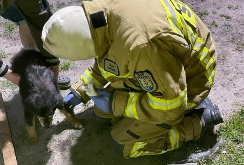 Pies utknął w przepuście betonowym. Na pomoc ruszyli strażacy