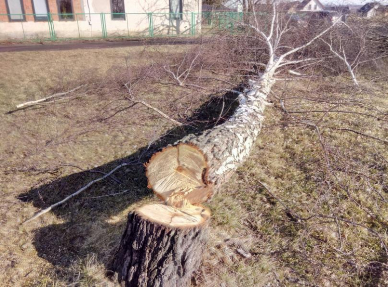 Wycięte drzewa w okolicach Zakładu Gospodarki Komunalnej w Ząbkowicach Śląskich