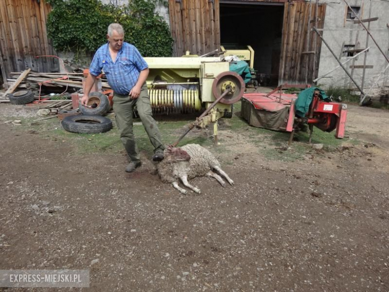 Janusz Gurdak, mieszkaniec Brzeźnicy, znalazł na terenie swojego gospodarstwa 12 zagryzionych owiec