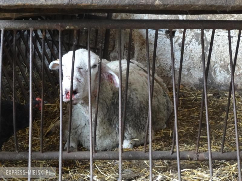 Janusz Gurdak, mieszkaniec Brzeźnicy, znalazł na terenie swojego gospodarstwa 12 zagryzionych owiec