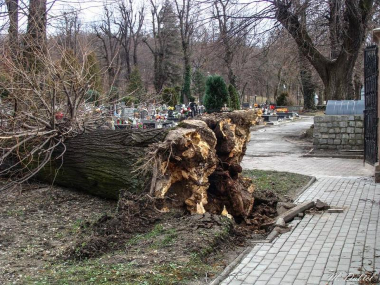 Połamane drzewa na cmentarzu w Ziębicach