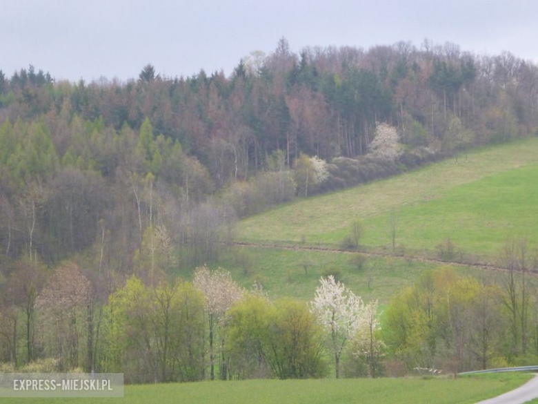 Wycinka drzew - Nadleśnictwo Bardo Śląskie