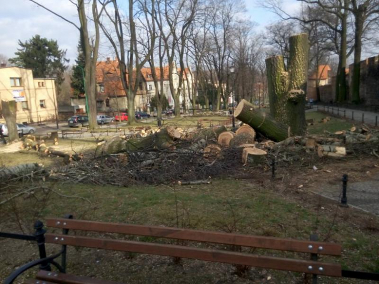 Wycięte drzewa na terenie parku im. Sybiraków w Ząbkowicach Śląskich