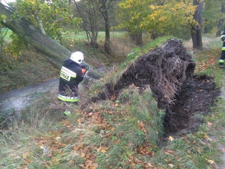 Kolejne interwencje strażaków z OSP Lubnów dotyczyły: usunięcia zwalonych drzew z drogi, udrożnienia