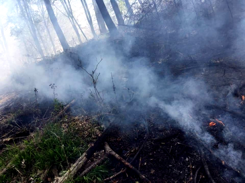 W lesie spłonęła ściółka, gałęzie i pnie drzew na terenie trudno dostępnym dla wozów gaśniczych