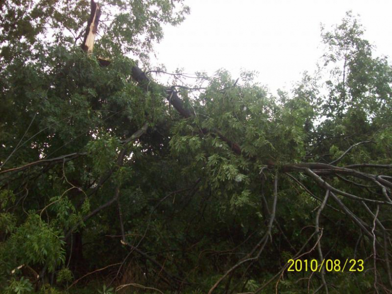 Złamane drzewo w Stolcu