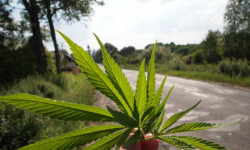 Marihuana w szufladzie