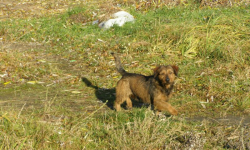 Piesek poszukuje własciciela