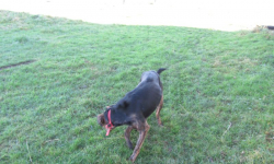 Bezpański pies w Kalinowicach Górnych