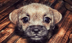 W Ziębicach trwa zbiórka dla schroniska w Gilowie. Pomóc może każdy