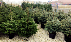 Nie masz co zrobić z poświąteczną choinką w donicy? Wystaw ją przy śmietniku. ZGK odbierze