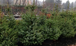 Co zrobić z żywą choinką po świętach? Odbierze ją ZGO, ale są warunki