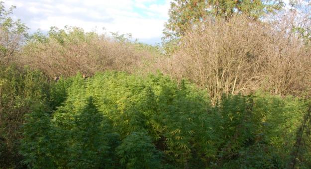 Plantacja marihuany w Łagiewnikach