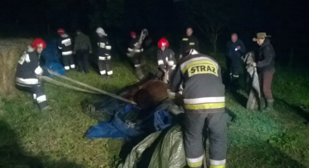 Strażacy podczas pomocy schorowanemu koniowi