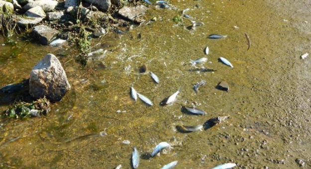 Na terenie elektrowni w Przyłęku giną ryby. Mieszkańcy i gmina podjęli działania w tej sprawie