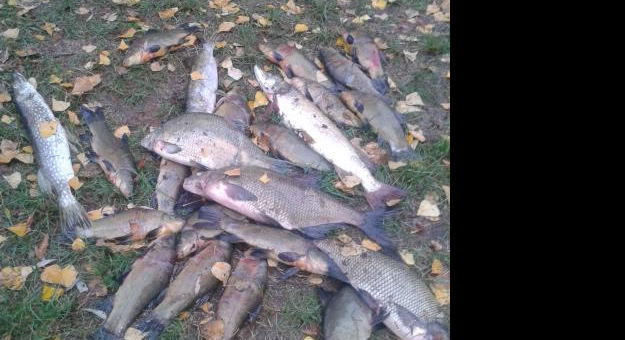 Straż Rybacka znalazła zastawioną sieć, w której znajdowało się 45 kg uwięzionych ryb