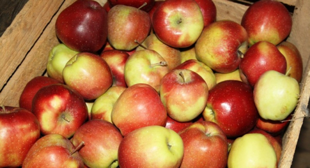Bezpłatne jabłka dla mieszkańców gminy Ziębice