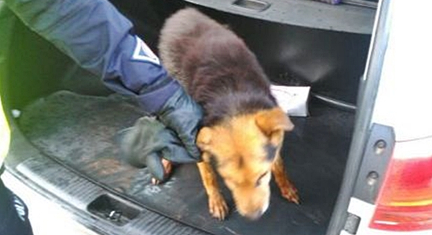 Piesek, którego uratowali ząbkowiccy policjanci