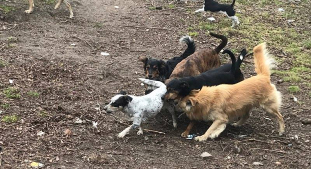 Kilkadziesiąt psów żyjących w fatalnych warunkach - taki widok zastali przedstawiciele TOZ, inspekcji weterynarii oraz ziębickiego urzędu miasta na terenie jednej z wiosek w gminie Ziębice