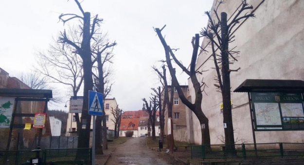 Ogłowione drzewa w parku w centrum miasta (łączniku od Rynku do ul. Głównej)