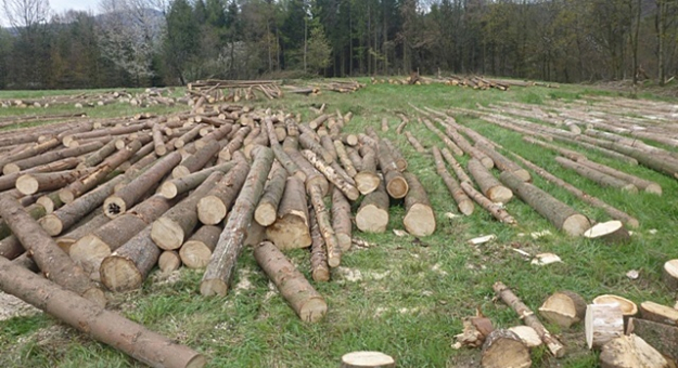 Wycinka drzew w celu zatrzymania rozwoju kolejnych pokoleń korników i innych patogenów grzybowych